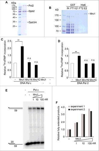 Figure 1. Mrc1 stimulates the DNA polymerase activity of Pol ϵ in vitro. (A) Purification of the Pol ϵ complex containing the catalytic Pol2, and accessory Dpb2, Dpb3 and Dpb4 subunits from yeast. See Experimental Procedures for details. (B) Purification of recombinant GST-Mrc1-His6 through two sequential affinity chromatography as described in Experimental Procedures. (C) The 3H-dTMP incorporation by Pol ϵ is significantly increased in the presence of full-length Mrc1 protein. DNA Pol ϵ (1 nM) was incubated with poly(dA)-oligo(dT) in a total volume of 60 μL at 37°C for 30min. Mrc1 or its fragment Mrc1N (1-567)/Mrc1C(568-1096) (1 nM) was added to the reactions as indicated. The 3H-dTMP incorporation was measured by scintillation counting. Averages from at least three independent experiments ± SD were shown. Statistical significance was measured using Student's t-test. **P < 0.01; n.s., not significant. (D) The DNA polymerase activity of Pol2 can be stimulated by Mrc1 protein as well. The experiments were performed as above except that Pol2 was used instead of Pol ϵ. Mean ± SD are shown from three independent experiments. Statistical significance was measured using Student's t-test. **P < 0.01; n.s., not significant. (E) The stimulation effect of Mrc1 was validated by primer extension assays. The increasing amount of Mrc1 protein (1-100 nM) was added into the primer extension reactions containing 1 nM Pol ϵ at 37°C. The reactions were quenched and subjected to 8% PAGE containing 7M urea followed by autoradiography. (F) Quantification of two biological repeats of (E) using Bio-Rad Quantity One.