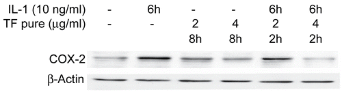 Figure 4.  Modulation of cyclooxygenase-2 (COX-2) expression by salograviolide A. Western blot analysis demonstrates that 4 and 8 μg/mL of salograviolide A applied for 2 h to IL-1-treated Mode-K cells decreases COX-2 expression. β-Actin demonstrates equal loading (TF: salograviolide A).