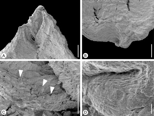 Figure 10 Tricarpellate gynoecium ofAguacarpus hirsutus. SEM‐micrographs. S101426, sample Vale de Agua 141. A. Apical part of gynoecium showing stylar region with stigmas. B. Basal part of fruit showing short stalk. C. Stigmatic surface with pollen grains (arrowheads) embedded in secretion showing two of three colpi. D. Detail of pollen showing striate sculpture and transverse ridges of muri. Scale bars – 100 µm (A, B); 50 µm (C); 1 µm (D).