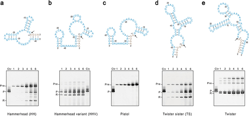 Figure 1. In-vitro synthesis of mt-tRNAMet assisted by cis-acting ribozymes. A ribozyme was placed either upstream of mt-tRNAMet as for (A) hammerhead (HH), (B) Hammerhead variant (HHV), (C) Pistol, and (D) Twister sister (TS), or downstream of mt-tRNAMet as for (E) twister. Sequences and secondary structures for each ribozyme are shown in blue on top of each panel. Sequences from tRNA-tRNAMet are shown in grey, and only the terminal ends are displayed. The black arrow indicates the cleavage site. Three independent IVT reactions were set up for each construct, and samples from different time points were resolved by denaturing gel electrophoresis. A typical experiment was shown at the bottom. Lanes 1–6 are samples taken at 1, 2, 3, 6, 12, and 24 hours of the transcription reaction. Lane Ctr is the control mt-tRNAMet in vitro transcribed without fusing with ribozymes. Pre stands for uncleaved precursor, P strands for the product mt-tRNAMet, and R stands for the freed ribozyme.