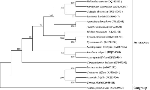 Figure 1. ML tree based on the C. blinii chloroplast genomic sequence compared with 18 sequences obtained from NCBI.