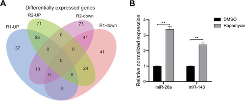 Figure 2 Bioinformatics analysis and verification. (A) Venn diagram showing differentially expressed miRNAs between U118-MG cells treated with and without 12.5 μM rapamycin. (B) Hsa-mir-143-3p and hsa-miR-26a-5p levels in U118-MG cells treated with or without 12.5 μM rapamycin analyzed via RT-qPCR. At least three repeats were conducted, and the mean ± SD is presented, **P<0.01.