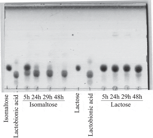Figure 1. Oxidation of lactose and isomaltose by resting cells of A. orientalis KYG22.The resting cells of KYG22 (2.7 U/mL) were incubated with 1% lactose or isomaltose in 1.4 mg/mL CaCO3 at 27°C with shaking for the indicated times (h). The reaction mixtures were analyzed using TLC. The spots of lactobionic acid and isomaltose oxide migrated slower than those of lactose and isomaltose, respectively. The pH of the cultures was 5.1–5.7.