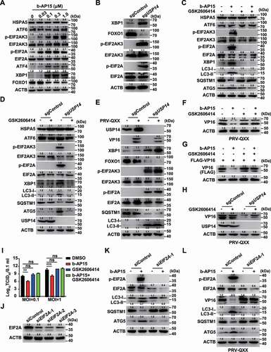 Figure 7. Inhibition of USP14 induces ER stress. (A) PK-15 cells were treated with b-AP15 (0–1 μM) for 24 h. HSPA5, ATF6, p-EIF2AK3, EIF2AK3, p-EIF2A, EIF2A, ATF4, XBP1 and FOXO1 levels were assessed by immunoblot analysis. (B) XBP1, FOXO1, p-EIF2AK3, EIF2AK3, p-EIF2A and EIF2A levels were assessed by immunoblot analysis in sgControl and sgUSP14 PK-15 cells. (C) PK-15 cells were treated with b-AP15 (1 μM) and GSK2606414 (10 μM) as indicated for 24 h. HSPA5, ATF6, p-EIF2AK, EIF2AK3, p-EIF2A, EIF2A, XBP1, LC3-I, LC3-II, SQSTM1 and ATG5 were assessed by immunoblot analysis. (D) sgControl and sgUSP14 PK-15 cells were treated with GSK2606414 (10 μM) as indicated for 24 h. HSPA5, ATF6, p-EIF2AK3, EIF2AK3, p-EIF2A, EIF2A, XBP1, LC3-I, LC3-II, SQSTM1 and ATG5 and USP14 were assessed by immunoblot analysis. (E) sgControl and sgUSP14 PK-15 cells were mock infected or infected with PRV-QXX (MOI = 0.1) for 24 h. USP14, VP16, XBP1, FOXO1, p-EIF2AK3, EIF2AK3, p-EIF2A, EIF2A, SQSTM1, LC3-I and LC3-II were assessed by immunoblot analysis. (F) PK-15 cells were infected with PRV-QXX (MOI = 0.1) and treated with b-AP15 (1 μM) and GSK2606414 (10 μM) as indicated for 24 h. PRV VP16 was assessed by immunoblot analysis. (G) PK-15 cells were transfected with plasmid encoding FLAG-VP16 and treated with b-AP15 (1 μM) and GSK2606414 (10 μM) as indicated for 24 h. FLAG-VP16 was assessed by immunoblot analysis. (H) sgControl and sgUSP14 PK-15 cells were infected with PRV-QXX (MOI = 0.1) and treated with GSK2606414 (10 μM) for 24 h. PRV VP16 was assessed by immunoblot analysis. (I) PK-15 cells were infected with PRV-QXX (MOI = 0.1 and 1) and treated with DMSO, b-AP15 (1 μM), GSK2606414 (10 μM) and b-AP15 (1 μM) + GSK2606414 (10 μM) for 24 h. Viral titers were assessed by the TCID50 assay. (J) PK-15 cells were transfected with siControl, siEIF2A-1, siEIF2A-2 and siEIF2A-3 for 48 h. EIF2A was assessed by immunoblot analysis. (K) PK-15 cells were transfected with siControl or siEIF2A-1 and treated with b-AP15 (1 μM) as indicated for 48 h. p-EIF2A, EIF2A, LC3-I, LC3-II, SQSTM1 and ATG5 were assessed by immunoblot analysis. (L) PK-15 cells were transfected with siControl or siEIF2A-1 for 24 h. Then, cells were infected with PRV-QXX (MOI = 0.1) and treated with b-AP15 (1 μM) as indicated for 24 h. p-EIF2A, EIF2A, VP16, LC3-I, LC3-II, SQSTM1, and ATG5 were assessed by immunoblot analysis. Data were shown as mean ± SD based on three independent experiments. ** P < 0.01, *** P < 0.001 determined by two-tailed Student’s t-test. ns, no significance.