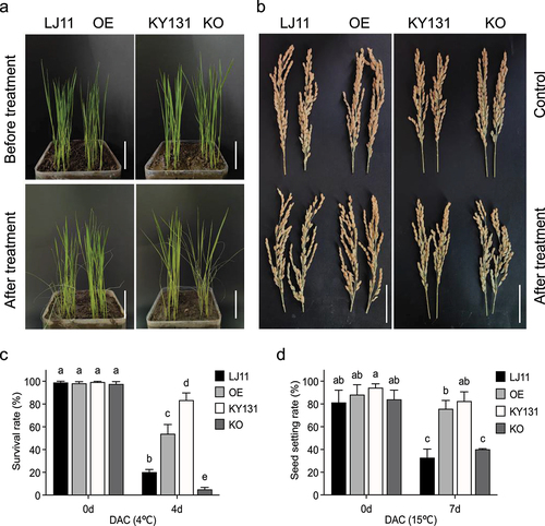 Figure 3. Effects of chilling stress on the survival rate and seed setting rate of four rice cultivars (LJ11, OE, KY131, and KO).