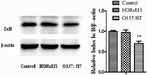 Figure 3. IκB in HT-29 cells stimulated by HDRsEf1(1 × 108CFU/mL) and O157:H7 (1 × 108CFU/mL), respectively, for 3 h. HT-29 cells were incubated with these stimuli respectively, 3 h later the protein level of IκB was determined by Western blot. Intensities of proteins bands were calculated from the peak area of densitograms by using an image software. Results represent means ± standard deviations from three independent experiments. The presence of various asterisks (**) indicates statistical differences with significant levels of .001 < p < .01.