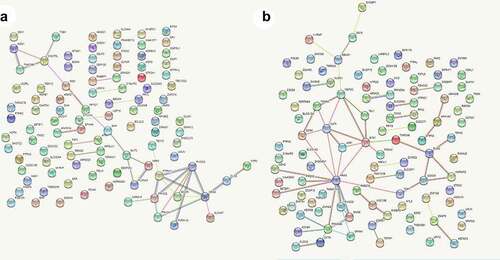 Figure 7. Protein–protein interaction (PPI) networks of circ_0007618 (a) and circ_0029426 (b).