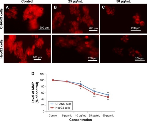 Figure 6 Images representing MMP loss in CHANG and HepG2 cells after rGO–Ag nanocomposite exposure at concentrations of 25 and 50 µg/mL for 24 h.Notes: (A) Control cells. (B) rGO–Ag nanocomposite exposure, 25 µg/mL for 24 h and (C) 50 µg/mL for 24 h. (D) Change in MMP (%) in CHANG and HepG2 cells after rGO–Ag nanocomposite exposure for 24 h. Each value represents the mean±SE of three experiments. *p<0.05 and **p<0.01 vs control.Abbreviations: rGO–Ag, silver-doped reduced graphene oxide; MMP, mitochondrial membrane potential; SE, standard error.