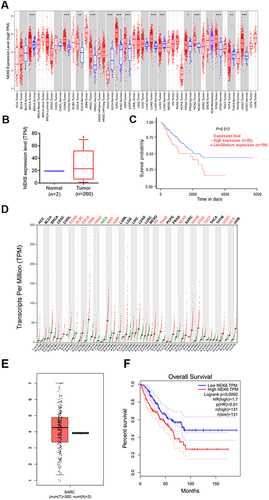 Figure 1 NEK6 is highly expressed in many human cancers and sarcomas. (A) Expression profile of NEK6 in human different cancers with TIMER dataset. (B) NEK6 expression was higher in sarcoma (SARC) tissues (T, tumor, n=260; N, normal, n=2) in UALCNA dataset. (C) Effect of NEK6 expression level on SARC patients survival (P=0.013) in UALCNA dataset. (D) The transcripts per million (TPM) value of NEK6 are the highest of many human cancer types with GEPIA dataset. (E) NEK6 expression was higher in sarcoma (SARC) tissues (T, tumor, n=262; N, normal, n=2) in GEPIA dataset. (F) The TCGA dataset showed overall survival (P=0.0092) with high NEK6 expression in sarcoma with GEPIA dataset. *P<0.05, ***P<0.001, **P<0.01, *P<0.05 vs normal control tissues.