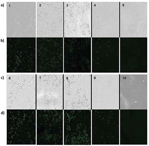 Figure 4. Cell viability assay of L. monocyotgenes ATCC 13932 and S. typhimurium ATCC 14028 in the presence of previously selected yeast (a) representative micrograph growth of strain L. monocyotgenes ATCC 13932 treated with yeast. 1) L1039, 2) L3192, 3) L3208 4); Control ethanol 70% and 5) untreated control. (b) Field observed by epifluorescence (excitation, 490 nm), (excitation, 490 nm), (c) representative micrograph of growth of the strain S. typhimurium ATCC 14028 treated with yeasts 6) L1039, 7) L1583, 8) L1790, 9) Control ethanol 70%, and 10) untreated control. (d) Field observed by epifluorescence (excitation, 490 nm). 552 The images were adjusted and compared with filter (Photoshop Cs4 Ultra).Figura 4. Tinción de viabilidad por fluorescencia con SYTOX Green. (a) micrografía representante de crecimiento de la cepa L. monocyotgenes ATCC 13932 tratada con las levaduras. 1) L1039, 2) L3192, 3) L3208 4) control etanol 70% y 5) control sin tratamiento. (b) el mismo campo observado por epifluorescencia (excitación, 490 nm), (c) micrografía representante de crecimiento de la cepa S. typhimurium ATCC 14028 tratada con las levaduras 6) L1039, 7) L1583, 8) L1790, 9) etanol 70% y 10) control sin tratamiento. (d) el mismo campo observado por epi fluorescencia (excitación, 490 nm).
