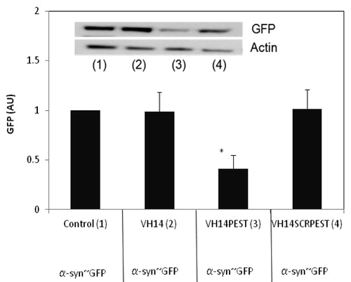 Figure 3. α-syn-GFP is degraded significantly in presence of VH14-PEST when compared with control (empty vector: pcDNA3.1- only treatment), VH14 or VH14-scrambled-PEST treated ST14A cells. ST14A cells were transiently co-transfected with α-syn-GFP and control or VH14 or VH14-PEST or VH14-scrambled-PEST constructs. 48 h. post-transfection, cells were harvested, cell lysates prepared, soluble protein separated and run on western blots. Proteins were identified using GFP antibody, and actin was used as a loading control. Proteins were quantified densitometrically and normalized to actin. At least 6 independent experiments were performed. One-way ANOVA with Minitab statistical software was used to perform statistical significance. (*p < 0.05, **p < 0.01, compared with intrabody-HA)