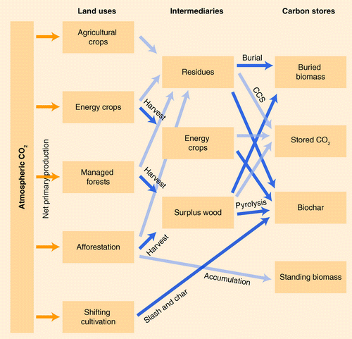 Figure 2.  The main pathways of land-based biological CO2 removal.Carbon capture and storage occurs either from fermentation or combustion. Return fluxes of CO2 to the atmosphere are not shown. The reservoirs on the right have different residence times for carbon and corresponding leakage rates back to the atmosphere.CCS: Carbon capture and storage.