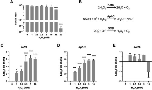 Figure 1. Transcriptional profiles of genes encoding for scavenging enzymes. (A) Survival of Msm treated with H2O2. Exponential-phase Msm cultures were treated with different H2O2 concentrations for 50 min, survival was measured by tenfold serial dilution plating. (B) Scavenging enzymes that are responsible for degrading ROS. (C–E) Expression of katG, aphC, and sodA in Msm exposed to H2O2 for 50 min. Transcript levels were measured by the qRT-PCR, normalized relative to sigA, and expressed as Log2 fold change from untreated cultures. Data shown are mean ± SE with at least three independent experiments. *P < 0.05, **P < 0.01, ***P < 0.001, ****P < 0.0001.