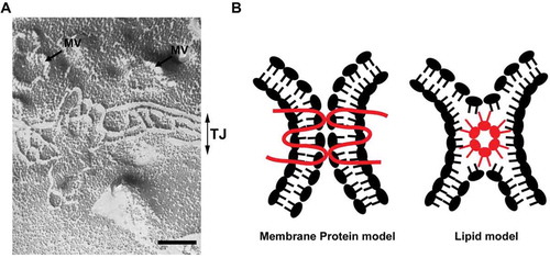 Figure 2. (A) A freeze fracture image showing tight junction strands in epithelial cells. MV: microvilli, TJ: tight junction. Scale bar, 200 nm. (B) Two models of tight junction. It is widely accepted that tight junctions are formed by the membrane protein, claudin (membrane protein model). The possibility that claudins or other tight junction membrane proteins help assembly and stabilization of a lipid-based strand structure is not completely denied (lipid model).