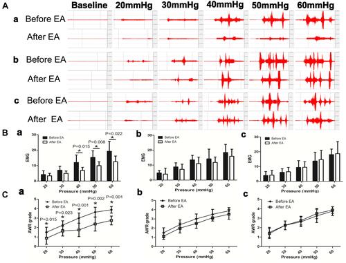 Figure 2 Effects of initial EA with different parameters on abdominal EMG and AWR (abdominal withdraw reflex) in response to colorectal distention in DSS-treated rats. (A) Abdominal EMG tracings in three different sessions in a DSS-treated rat (a: EA with parameter P1; b: EA with P2 and c: EA with P3). (B) EMG responses to colorectal distention in three different sessions (a–c). (C) AWR in responses to colorectal distention in three different sessions (a–c). Only with the parameter P1, EA decreased the abdominal EMG (from 40 to 60 mmHg) and AWR responses to colorectal distention at a pressure of 20 to 60 mmHg. EA with parameter P2 (“b” in the figure) or P3 (“c”) was not effective in suppressing the abdominal EMG and AWR responses to colorectal distention. *P<0.05 after EA vs before EA.