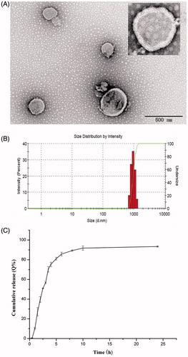 Figure 1. The TEM morphology (A); particle size distribution (B); and in vitro drug release profiles (C) of clodrolip.