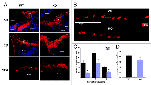 Figure 2. Nesprin-2 KO wounds show altered epithelium formation and reduced proliferation during wound re-epithelialization. (A) Keratinocyte migration over the wound area between fibrin and the dermis was studied with keratinocyte differentiation marker K14 (a cytokeratin 14 specific antibody). Red, K14 staining, blue, DAPI staining of the nucleus. Scale bar, 100 μm. White line in the 10D panels indicates the distance between the migrating tips. Epi, epidermis; Derm, dermis. (B) Sections from WT and Nesprin-2 KO wounds (5, 7 and 10 d after wounding) were stained with a Ki-67 specific antibody as marker for keratinocyte proliferation. The examples shown are from 10D. (C) Quantification of Ki-67 positive cells. Cells positive for Ki-67 were counted per unit area. KO wounds showed significantly reduced numbers of Ki-67 positive cells (red) compared with WT at 5, 7 and 10 d after wounding (n = 2–3 sections per animal, four animals per time point per strain) (*p < 0.05). (D) Decrease in cell population in Nesprin-2 KO. Fibroblasts from WT and KO (passage 2 and 3) were cultured on culture plates (n = 100 cells) and their proliferation rate was measured as increase in cell population after 48 h.