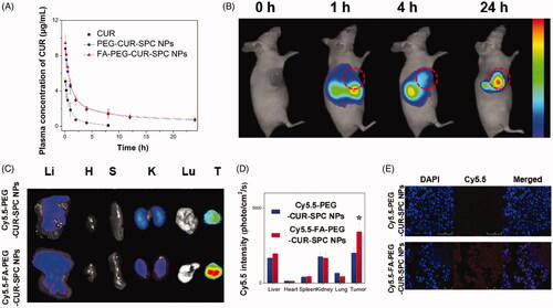 Figure 6. (A) In vivo pharmacokinetics profiles after intravenous injection of the free CUR, PEG-CUR-SPC NPs, FA-PEG-CUR-SPC NPs in rats. Data are presented as mean ± SD. (n = 3). (B) In vivo fluorescence imaging of HeLa tumor-bearing nude mice treated with Cy5.5-FA-PEG-CUR-SPC NPs by intravenous injection. Cy5.5 as a hydrophobic dye was encapsulated within the FA-PEG-CUR-SPC NPs. (C) Ex vivo fluorescence imaging and (D) quantitative analysis of normal organs and tumor excised from HeLa tumor-bearing nude mice treated with Cy5.5-PEG-CUR-SPC NPs and Cy5.5-FA-PEG-CUR-SPC NPs at the same concentration of Cy5.5. Li: liver; H: heart; S: spleen; K: kidney; Lu: lung; T: tumor. Data are presented as mean ± SD. (n = 3). (E) Frozen sections of tumors excised from mice at 24 h post intravenous injection of Cy5.5-PEG-CUR-SPC NPs and Cy5.5-FA-PEG-CUR-SPC NPs. Blue signal, DAPI. Red signal, Cy5.5.