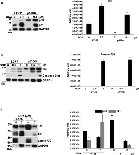 Figure 2. Effects of DOX on p21 expression and apoptosis in U87-p53DN and U87-EGFP cells, and localization of p53 under DOX treatment. U87-p53DN and U87-EGFP cells were incubated with various concentrations of DOX in 10-cm plates for 24 h and harvested for Western blotting. Immunoblot images of p53, p21 or caspase 3(a) are shown. GAPDH served as a loading control. The immunoblot images of p21 or caspase 3(a) normalized to GAPDH were quantitated as shown. For p53 localization, U87 cells were incubated with various concentrations of DOX in 10-cm plates and harvested for nuclei and cytosol fractionation. The nuclei and cytosol fractions were analyzed by Western blotting. Immunoblot images of p53 and p21 are shown. Lamin A/C and GAPDH served as the specific markers of nuclei and cytosol, respectively. The immunoblot images of p53 and p21 in the nucleus or cytosol were normalized to lamin A/C or GAPDH, respectively, quantitated as shown. The immune blots were cropped from different parts of the same gels and visualized by ECL with various exposure conditions dependent on the activity of antibodies. Representative blots from triplicate experiments are shown. a) and b) DOX-treated U87-p53DN and U87-EGFP cells. c) The nuclei and cytosol fraction for U87 cells under DOX treatment.