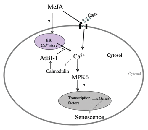 Figure 1. Proposed working model for AtBI-1 delaying MeJA-induced leaf senescence. AtBI1, Arabidopsis thaliana Bax inhibitor-1; Ca2+, calcium; CaM, calmodulin; MPK6, mitogen-activated protein kinase 6; MeJA, methyl jasmonate. For detailed explanation, see the text.