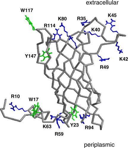 Figure 1.  The Cα trace of PagP (grey) with selected residues shown in bonds format in green (Trp, Tyr) or blue (Arg, Lys) leaflet residues. The selected residues are those which form hydrogen bond to DMPC for >30% of simulation Sim1. This figure is reproduced in colour in Molecular Membrane Biology online.