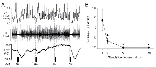Figure 1. Electrical stimulation of afferent fibers in the cervical vagus nerve inhibits brown adipose tissue (BAT) sympathetic nerve activity (SNA). (A) Representative example demonstrating that vagal afferent fiber stimulation inhibits cold-evoked BAT SNA and BAT thermogenesis. Scale bar for BAT SNA is 200 µV. (B) Group data (mean ± SE; n = 7) illustrating the frequency response curve of the inhibition of BAT SNA evoked by vagal afferent fiber stimulation. * indicates p < 0.05 compared to the pre-stimulation value of cold-evoked BAT SNA. rms, root mean square; TBAT, BAT temperature.
