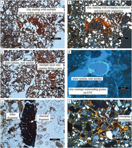 Figure 3. Photomicrographs of oriented soil thin sections. A) Profile A, contact between Ap and Bt, PPL. Crescent and layered clay coatings composed of clay particles and iron oxides. B) Profile A, contact between Ap and Bt, XPL. C) Profile A, contact between Ap and Bt, PPL. Crescent and layered clay coatings composed of clay particles and iron oxides. Bottom right clay coating shows direction of soil water flow downward. D) Profile A, contact between Ap and Bt, NU. Root section fluorescent under UV. E) Profile A, 4BCb, PPL. Charcoal fragment and loose sand grains. F) Profile A, 3Ab/Bt, XPL. Several crescent clay coatings fill pore walls and coating grains. Well-developed coatings can be observed as the extinction of the clay coatings is the same in several layers of clay.