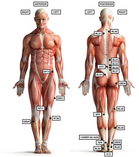 Figure 2. Anatomical locations of acupoints utilized in the seven studies included in this systematic review.