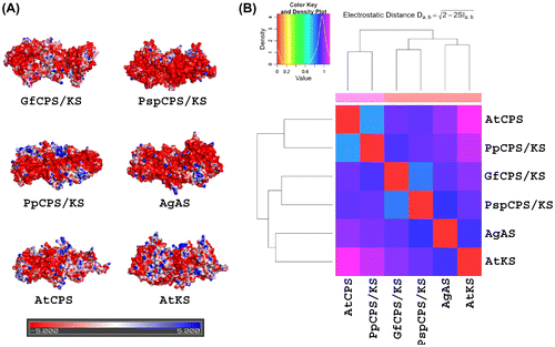 Figure 6. Molecular electrostatic potential surfaces and PIPSA clustering of different terpene synthases (TPS) from plants and fungi. (A) Representation of the electrostatic potential projected on the solvent accessible surface of the proteins, using the APBS electrostatic potential and the surface colours were represented at –5 (red) and +5 (blue) kTe-1. (b) The dendogram from the PIPSA analysis of the TPS from plants and fungi.