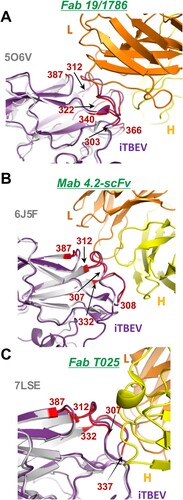 Figure 4. Superposition of the iTBEV E5 subunit with previously published structures of complexes of Fab antibody fragments with E proteins: Fab 19/1786 with TBEV-Hypr (A, PDB ID 5O6V [Citation23]), Mab 4.2-scFv with TBEV-Neudorfl (B, PDB ID 6J5F [Citation32]), and Fab T025 with TBEV-Sofjin (C, PDB ID 7LSE [Citation33]). Fab fragments are coloured orange (light chain) and yellow (heavy chain). iTBEV E5 subunit is coloured violet. TBEV E protein from complex structures is coloured grey.