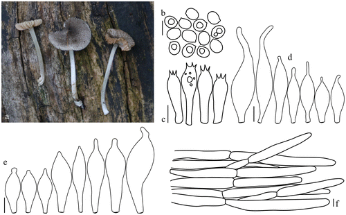 Figure 2. Pluteus hispidulus. (a) Basidiomata. (b) Basidiospores. (c) Basidia. (d) Cheilocystidia. (e) Pleurocystidia. (f) Pileipellis elements. Scale bars 10 μm. All drawings from the specimen no. 275 (OKA) (photo and line drawings by O. Kaygusuz).