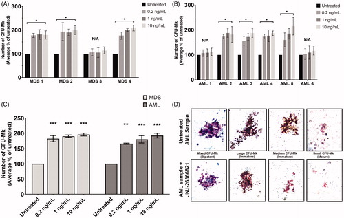 Figure 3. JNJ-26366821 stimulates megakaryocytic colony formation in MNCs derived from patients with MDS and AML. MNCs obtained from patients with MDS and AML were seeded in collagen-based semisolid medium supplemented with cytokines optimized for human megakaryocytic colony formation. Cultures were untreated or supplemented with JNJ-26366821 at concentrations of 0.2 ng/mL, 1 ng/mL or 10 ng/mL and the total number of CFU-Mk were counted after 12 days of incubation. (A) The number of CFU-Mk increased in all samples from patients with MDS (*p < .05 by one-way ANOVA). (B) Similarly, most individual results of samples from patients with AML show an increase in the number of CFU-Mk (*p < .05 by one-way ANOVA). (C) Average effect of JNJ-26366821 on the number of CFU-Mk for all analyzed MDS and AML samples (*p < .05 by t-test when compared to untreated, 1 MDS and 2 AML samples were not analyzed [N/A]) Results are presented as means of 2 independent experiments + SD. (D) Representative pictures of all CFU-Mk subtypes obtained from cultures of cells derived from an AML patient are shown to demonstrate that morphology of colonies derived from patients’ samples was similar to those seen with samples of healthy volunteers.