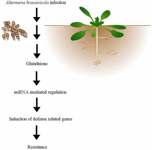 Figure 5. Proposed model depicting the GSH-mediated regulation of miRNAs to impart resistance against A. brassicicola infection.
