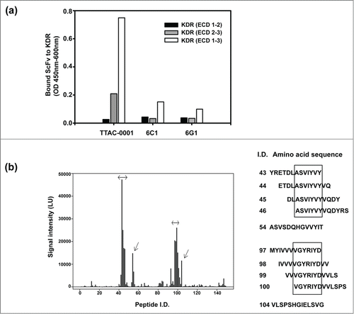 Figure 2. Domain and epitope mapping of anti-KDR antibodies. (a) Domain mapping analysis of anti-KDR antibodies on the extracellular region of KDR. Black bar represents extracellular domain 1 and 2 of KDR (KDR (ECD 1–2)). Gray bar represents extracellular domain 2 and 3 of KDR (KDR (ECD 2–3)). White bar represents extracellular domain 1, 2 and 3 of KDR (KDR (ECD 1–3)). (b) Peptide microarray for epitope mapping. As an antigen, KDR (ECD1–3) was used. The sequence was scanned with a format of 13meric peptides overlapping 11 amino acid residues with the following peptide, resulting in a total of 149 peptides. The binding of primary antibody (TTAC-0001, control human IgG) to the peptide was measured with dylight-649 labeled secondary antibody. Left panel: Fluorescence intensity of peptide. The intensity of fluorescence measured by TTAC-0001 was subtracted the value of control human IgG (Pierce). Arrows indicate peptides showing over 10,000 LU of signal intensity. Right panel: Amino acid sequence (peptide i.d.) showed high intensity of fluorescence (≥ 10,000 LU). The sequences inside the box indicate epitopes for TTAC-0001.