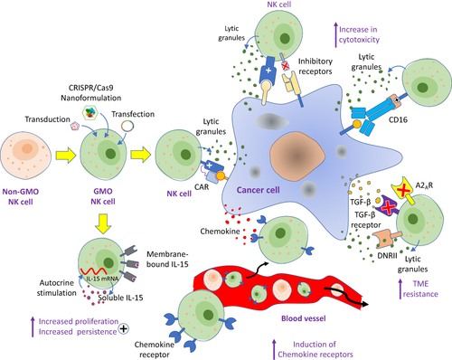 Figure 9 CRISPR/Cas9-based genome-engineering of NK cells to enhance its immunotherapy efficacy against cancer cells. Genome engineering improves the cytotoxicity, reduces sensitivity to TME, increases in vivo proliferation and persistence through autocrine cytokines’ stimulation.