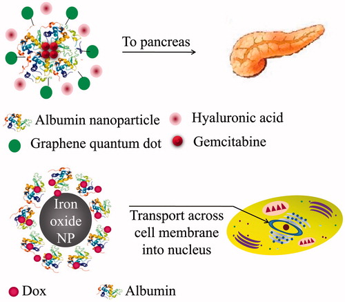 Figure 1. Targeted delivery by albumin-based nanoparticle.