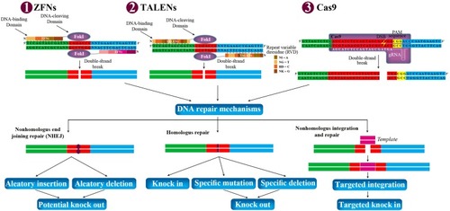 Figure 1 Potential genome manipulation using ZFNs, TALENs, and Cas9. ZFNs, TALENs, and Cas9 can be designed to target any gene in the genome of prokaryotic and eukaryotic cells. They are delivered to the cells via transduction or electroporation. Each ZFNs and TALENs contain non-specific DNA-cleaving domain (FokI), and DNA-binding domain. Each DNA-binding domain of ZFNs and TALENs recognizes 3–4 and 1 DNA sequence, respectively. Each repeat of TALENs is 33–35 amino acids in length, with two RVD (NI=A, NG=T, HD=C, and NK=G). The spacer regions between the monomers of TALENs and ZFNs are 6–40 bp and 5–7 bp in length, respectively. Dimerization of FokI is necessary for DNA cleavages within the spacer regions between the two bindings. In Cas9, gRNA recognizes and bind to targeted sequence, and Cas9 cleaves double-strand DNA in 3 bp upstream of the PAM sequence (NGG). The double-strand break can stimulate the natural DNA-repair mechanisms of the cell including nonhomologous end joining repair and homologous repair, followed by can be harnessed to create gene knock-out or knock-in. In addition, nonhomologous integration and repair is trended in biotechnology.