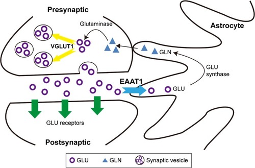 Figure 1 Simple diagram of glutamate transport.