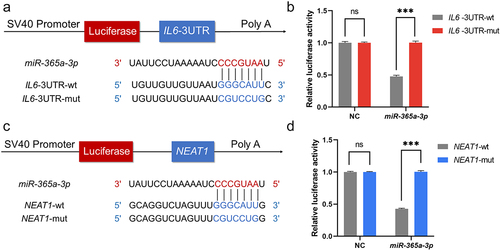 Figure 4. NEAT1 can act as the competing endogenous RNA for miR-365a-3p and IL6. (A, C) pSI-Check2 plasmids carrying predicted binding sites of NEAT1 and IL6 with miR-365a-3p and corresponding mutants were constructed. Dual luciferase reporter assays were performed. (B, D) MiR-365a-3p mimics and negative controls were added separately to interact with wildtype and mutant sequences of NEAT1 and 3’UTR of IL6. NC, negative control; NEAT1, nuclear paraspeckle assembly transcript 1; wt, wildtype; mut, mutant; miR, microRNA, ns, not significant. P values for two parametric sample comparisons were determined by unpaired t-test.