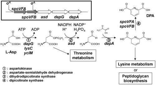 Fig. 1. Biosynthetic pathway of dipicolinate in B. subtilis.Note: Symbols for genes that have been identified are given above the corresponding reaction step. Names of enzymes encoded by the genes described in this paper are also given. Branches of the aspartate pathway that lead to the biosynthesis of threonine, methionine, lysine, and peptidoglycan are shown in the boxes.