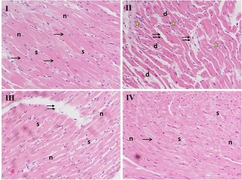 Figure 4. Effect of different doses of D-limonene on histoarchitecture of heart tissue. Microphotograph of H&E-stained sections of the heart. Group I: shows normal histology, the arrow represents striated eosinophilic sarcoplasm, ‘n’ represents central vesicular nuclei, interstitial spaces are represented by ‘s.’ Group II: has CCl4-treated section shows numerous pathological indications, double arrows represent increased spacing between cells with congested capillaries, ‘stars’ indicate periventricular infiltration of inflammatory cells. ‘d’ shows deeply stained pyknotic nuclei. Group III: CCl4 + D-limonene (100 mg/kg body weight); myofibrils appear closer, with less wide interstitial spaces. Group IV: CCl4 + D-limonene (200 mg/kg body weight) showed it decreased nuclear degeneration; normal myofibers with central nuclei represented by (n), and regular narrow interstitial spaces (s).