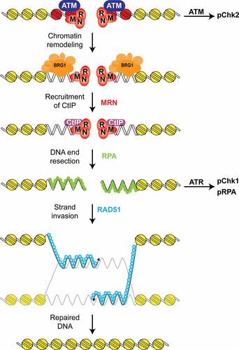 Figure 6. Proposed model for BRG1 function in DNA end resection and HR. First, the DSB is recognized by the MRN complex and the ATM kinase. This step also activates the ATM kinase, which phosphorylates the Chk2 kinase and histone H2AX (red). This step is followed by the recruitment of a SWI/SNF chromatin remodeling complex containing BRG1 (blue) that reduces nucleosome density at the DSB. After this chromatin remodeling step, the CtIP nuclease is recruited to the DSB and DNA end resection occurs. DNA end resection generates ssDNA, which is coated by RPA (green) and this structure activates the ATR kinase, which phosphorylates the Chk1 kinase. These ssDNA regions are later coated by RAD51 (light blue), which mediates the homology search and strand invasion steps of HR. Inactivation of BRG1 impairs the recruitment of the CtIP nuclease, and thus DNA end resection, ATR activation, RAD51 foci-formation, and HR