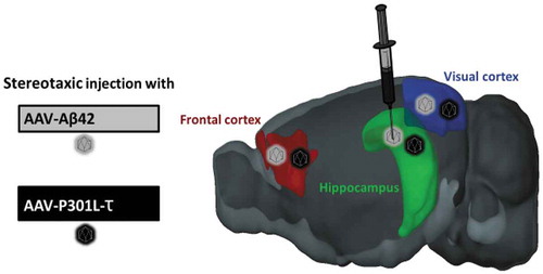 Figure 2. Multiple brain regions of the aging mouse can be targeted with Aβ42 and P301Ltau. This allows induction of pathology at a disease-relevant age and restricts pathology to injected brain regions based on their relevance to AD.