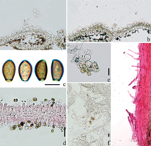 Full article: Species clarification of fairy inkcap (“Coprinellus ...