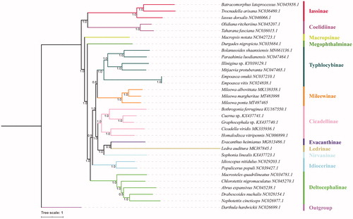 Figure 1. Phylogeny based on Bayesian inference with 13 PCGs of 32 Cicadellidae species mitogenome. The GenBank accession number for each species is indicated after the scientific name.