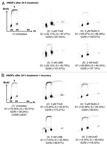 Figure 2. Changes in HNDF cell-cycle distribution in response to small molecules. (A) Cells were treated with the indicated p53 activators for 24 h; and (B) Cells were treated for 24 h and then cultivated for 120 h in fresh medium. DNA synthesis and DNA content were evaluated by measuring BrdU incorporation and propidium iodide (PI) staining by FACS. Values correspond to percentage change compared with untreated controls prior to recovery [i.e., panel A(1)].