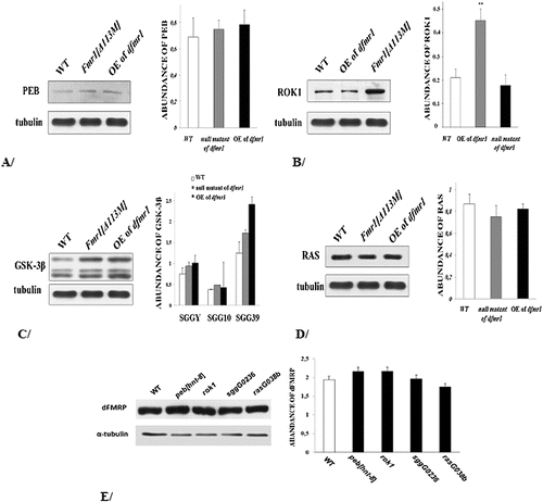 Figure 3. Western blot analysis. Expression levels in wild-type, dfmr1-null mutants and in the case of dfmr1 overexpression in the brains of: Peb/HNT – about 209 kDa (A); Rok – about 160 kDa (B); Shaggy/GSK3β (C) for each isoform: SGGY (about 56 kDa), SGG10 (about 58 kDa) and SGG39 (about 68 kDa); Ras – about 60 kDa (D). Expression levels of dFMRP (about 85 kDa) in embryos hemizygous for peb[hnt-E8], rok1, sggG0263 or rasG0380b (E) (p > 0.05; n = 3). Quantification of each protein expression from Western blot analysis is shown on the right side. Error bars indicate SD.