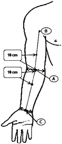 Figure 1. Measurement sites were centers of upper-arm and forearm. Three points were marked before measurement (A) the midpoint of the medial and lateral epicondyles, (B) the midpoint of the bicipital groove, (C) the midpoint of the radial and ulnar styloid processes). Two points were measured with ultrasonography 10 cm proximal and distal from A. These points were on the lines between A and B and between A and C.