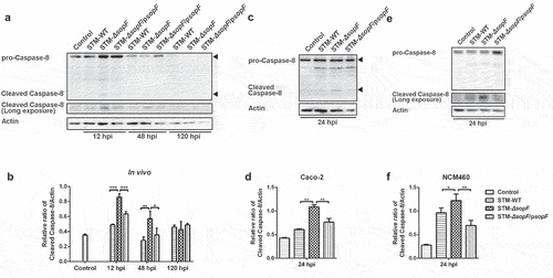 Figure 4. SopF inhibits the activation of Caspase-8, a molecular switch for PANoptosis. (a, b) Streptomycin-pretreated C57BL/6 mice were orally infected with 5 × 107 CFU of STM-WT, STM-ΔsopF or STM-ΔsopF/psopF. IECs were isolated from ceca of mice at 12 hpi, 48 hpi and 120 hpi. (c, d) Caco-2 cells (c) or NCM460 cells (e) were infected with STM-WT, STM-ΔsopF or STM-ΔsopF/psopF at an MOI of 100 at 24 hpi. Western blot analysis of isolated IEC lysates (a) or whole cell lysates (c, e) with specific antibodies to pro-Caspase-8 and cleaved Caspase-8. (b, d, f) Quantification of cleaved Caspase-8. Data were compared by one-way ANOVA. Values are expressed as the means ± SD, and statistically significant differences are indicated. ***P < .001; **P < .01; *P < .05. Data were from at least three experiments.