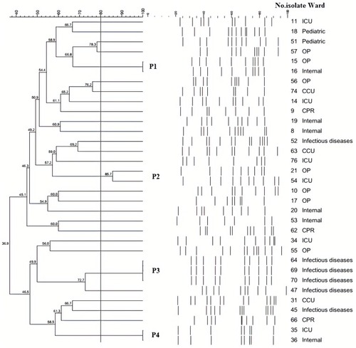 Figure 2 PFGE results of the selected P. mirabilis isolates. Dendrogram of PFGE was constructed based on UPGMA by using Dice coefficient with a 1.0% band position tolerance. The scores above the dendrogram show the percentage of similarity, and the solid line indicates 80% similarity.Notes: P1-P4, Pulsotypes 1–4.